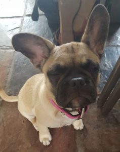 Simba 4 months old Frug
