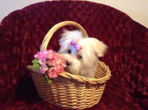 maltese dog in basket